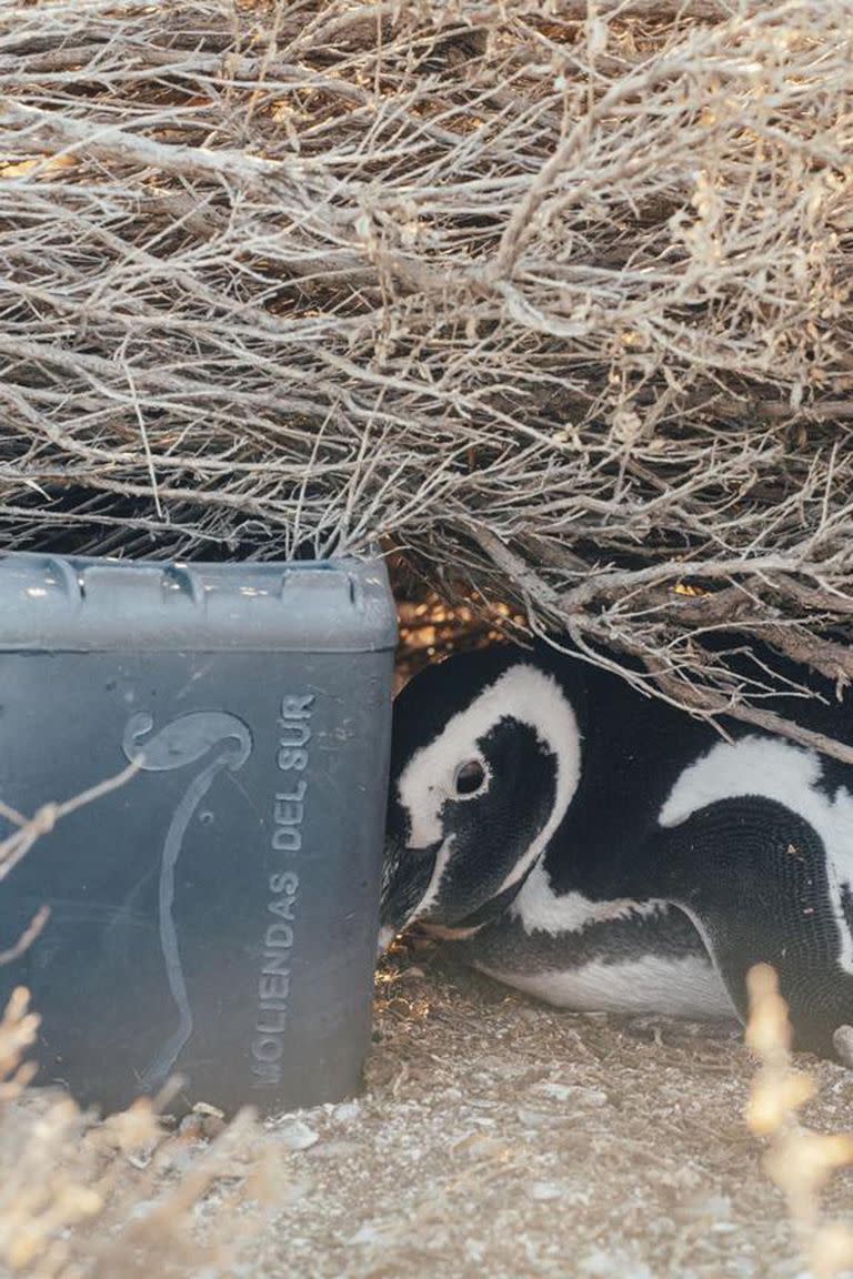 Basura acumulada en la Isla Tovita, donde anidan pingüinos