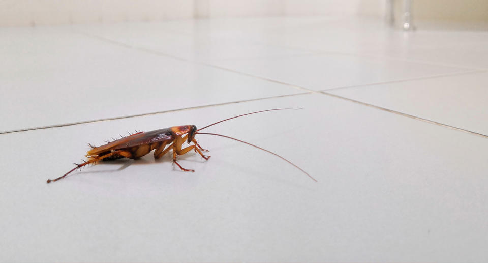 A pest control company will pay $2800 to homeowners if they allow 100 cockroaches to be let loose in their home. Source: Getty Images, file