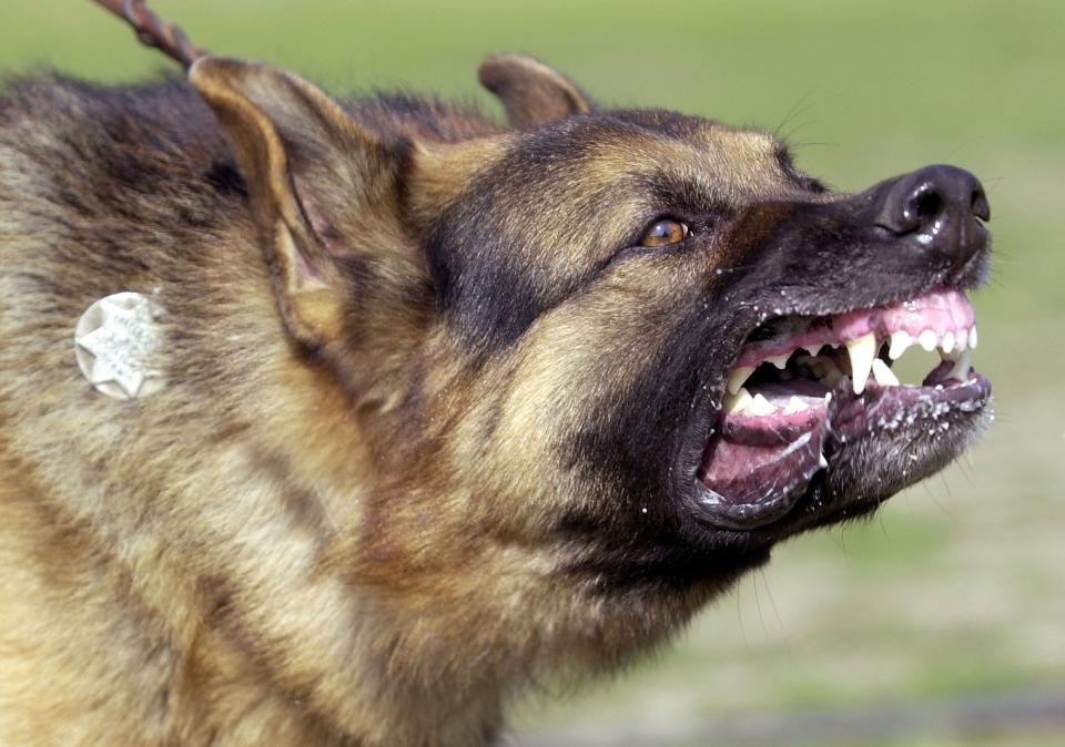 Experts say it's difficult to predict when dogs will bite.