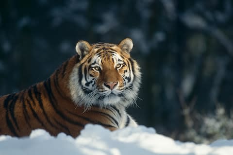 A Siberian tiger - Credit: Getty