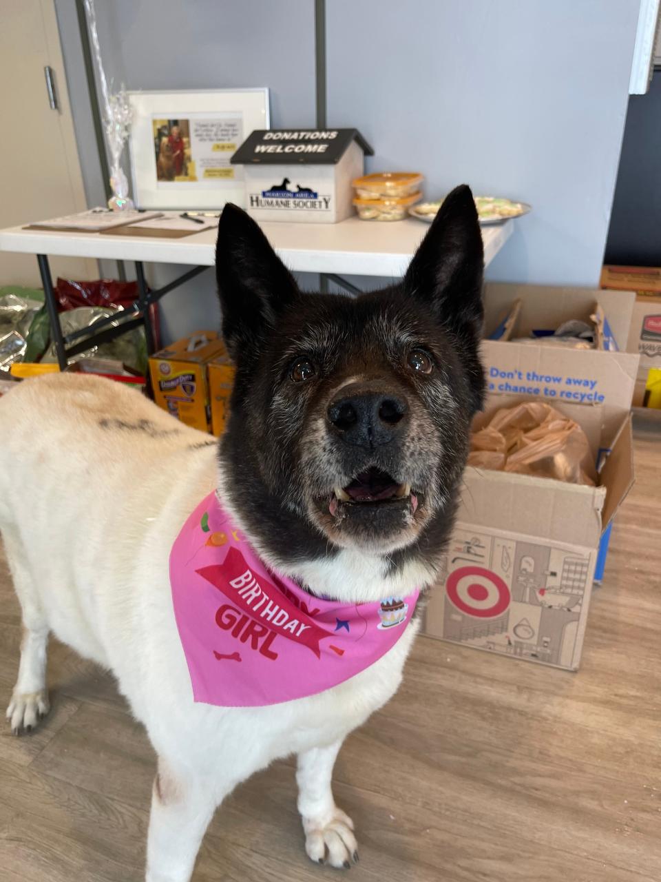 "Golden Girl" Bella is an eight-year-old Akita up for adoption at the Marion Area Humane Society.