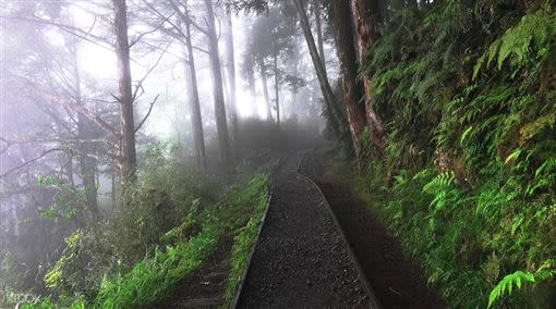 自然步道中欣賞山林雲霧，享受森林浴洗禮，讓人心曠神怡。（圖／KLOOK提供）