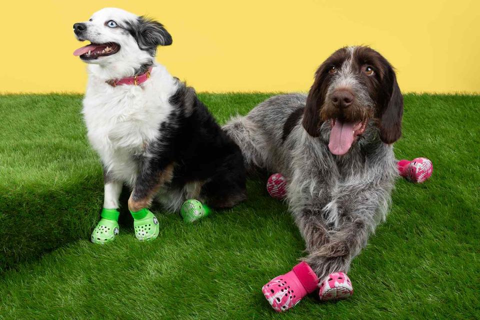 <p>Crocs</p> Dogs wearing Pet Crocs