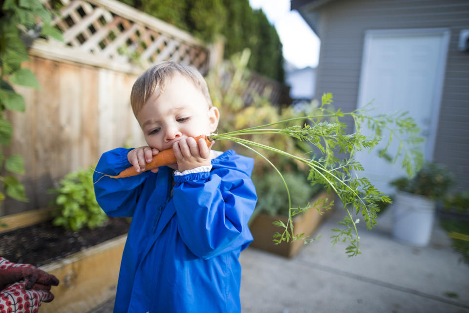 Waist up shot of a baby boy eating a fresh carrot from a backyard vegetable garden