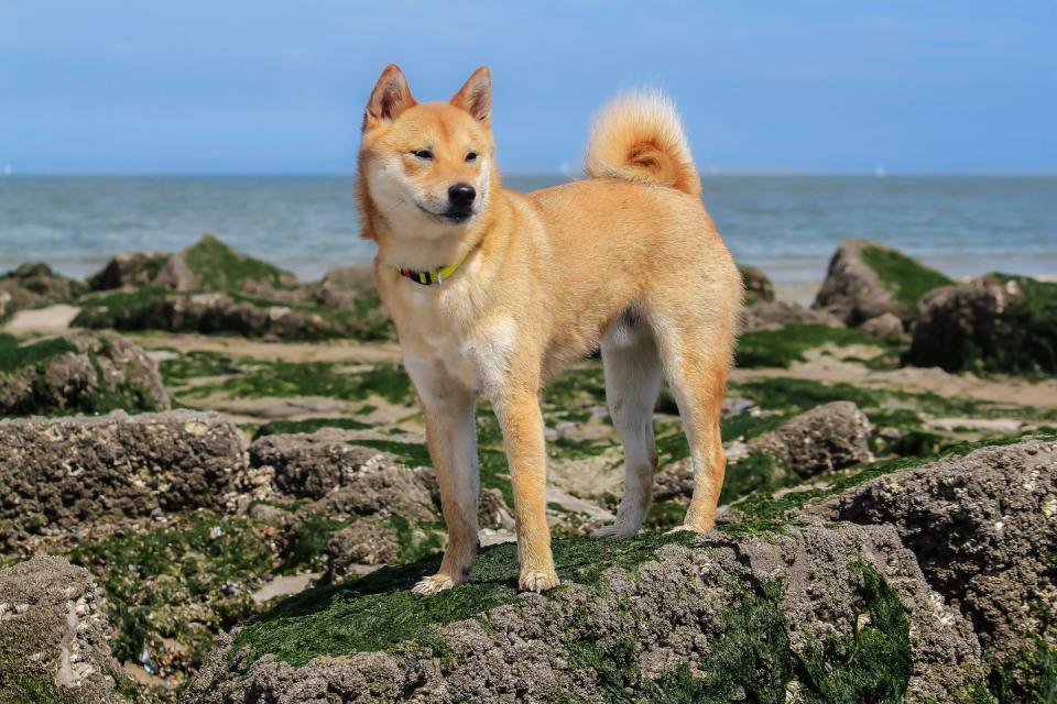 Shiba Inu