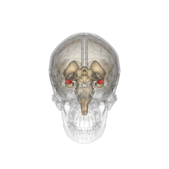 The two red spheres highlight the amygdala, the brain's fear center.