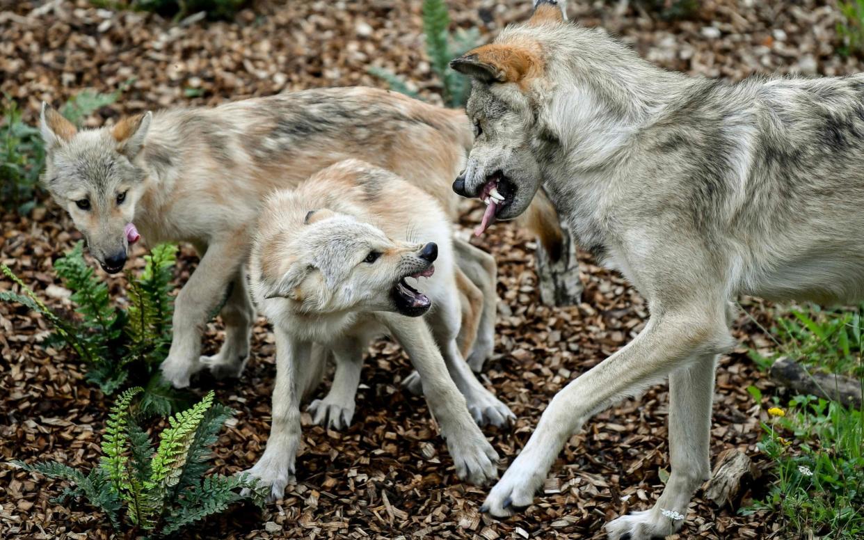 A female wolf with her cubs at a Belgian animal park. Hopes for a wild female wolf are fading after she went about four months ago. - AFP