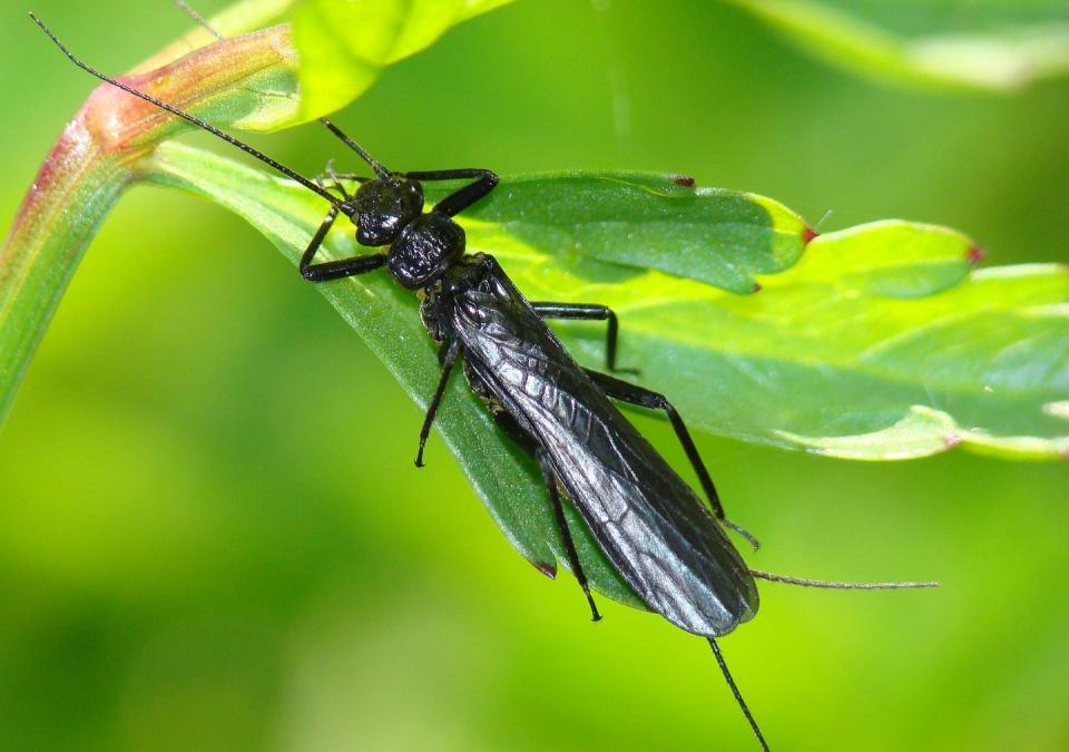 <p><strong>Stonefly<br></strong><strong><br></strong>Delaware's official state insect is the 7-spotted ladybug, its state butterfly is the Eastern tiger swallowtail, <em>and</em> they also have a <a href="https://delaware.gov/facts/insect" rel="nofollow noopener" target="_blank" data-ylk="slk:state macro invertebrate;elm:context_link;itc:0;sec:content-canvas" class="link ">state macro invertebrate</a> (way to be super specific, Delaware), the stonefly. </p>