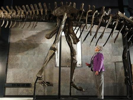 Employee Julia Thomas poses with a diplodocus skeleton named "Misty", at Summers Place Auctions in Billingshurst, southern England November 25, 2013. REUTERS/Luke MacGregor