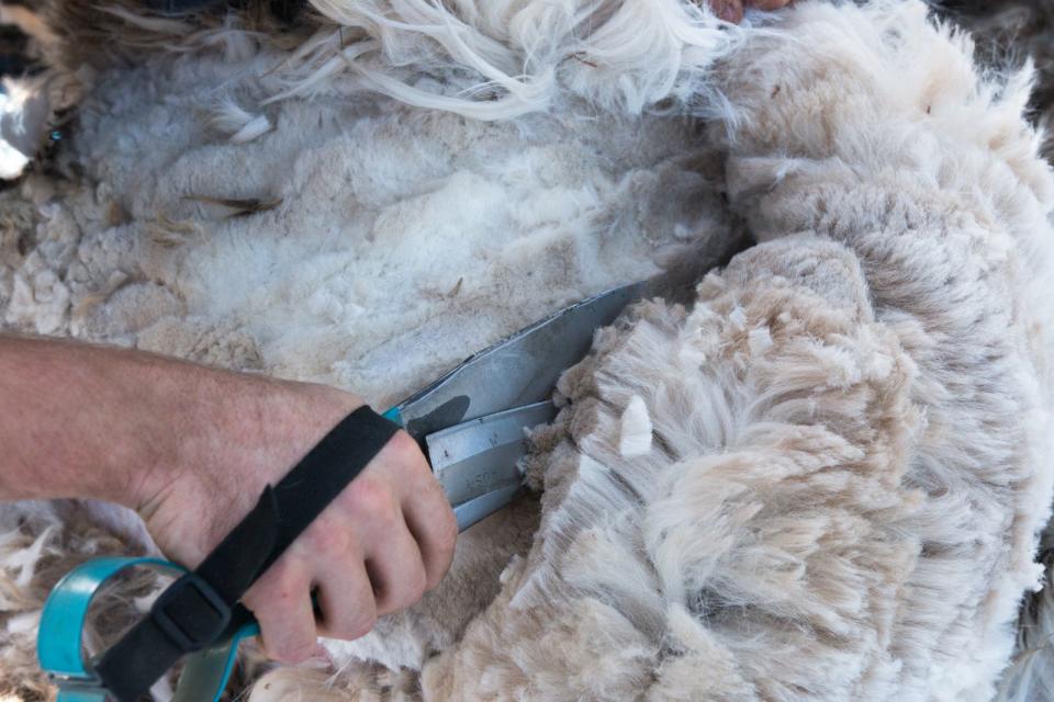 Beim Scheren eines Alpakas können ein bis vier Kilo verwendbares Vlies gewonnen werden. Geschoren wird einmal pro Jahr, sobald es nachts nicht mehr frostig wird. (Bild: iStock/KiraVolkov)