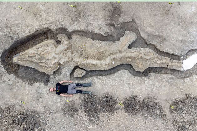 <p>Le fossile d'ichtyosaure&nbsp;découvert dans la réserve du&nbsp;Rutland, au Royaume-Uni.</p>