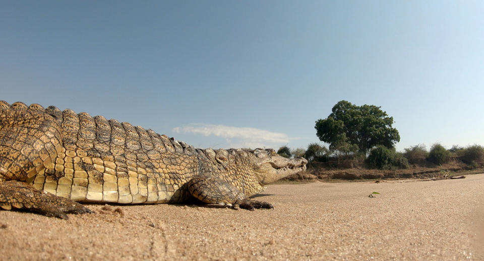 Africa. Zambia. Crocodile on river bank. (Photo by: White Fox/AGF/Universal Images Group via Getty Images)