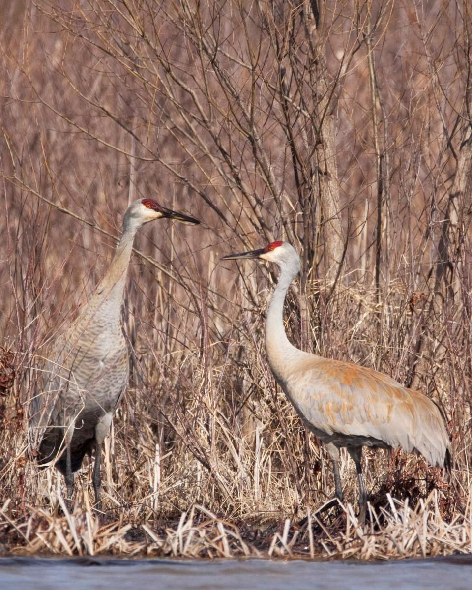 Sandhill cranes