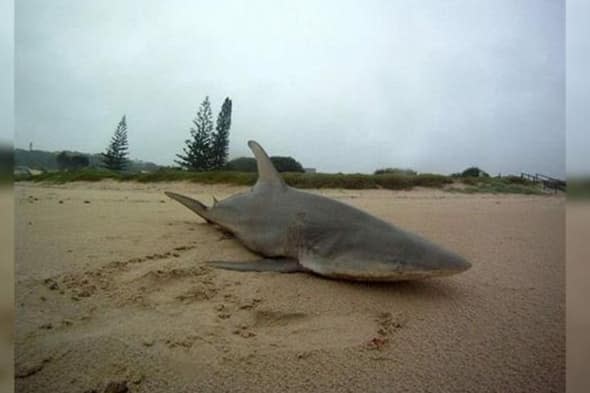 Cyclone Marcia washes up shark