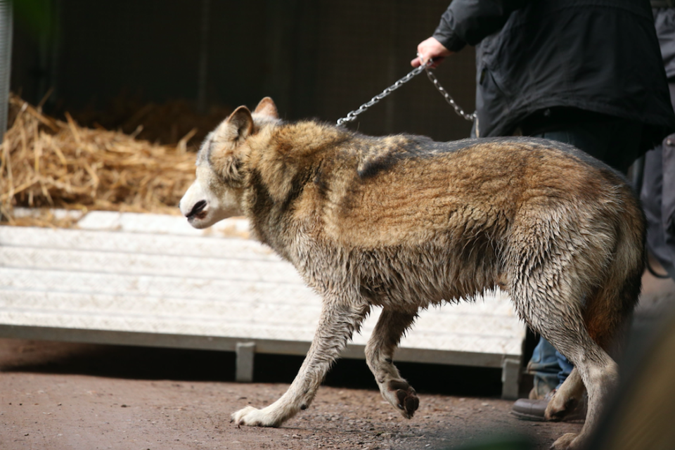 <em>Handlers safely took the wolf away after local schools were advised to keep children inside (PA)</em>