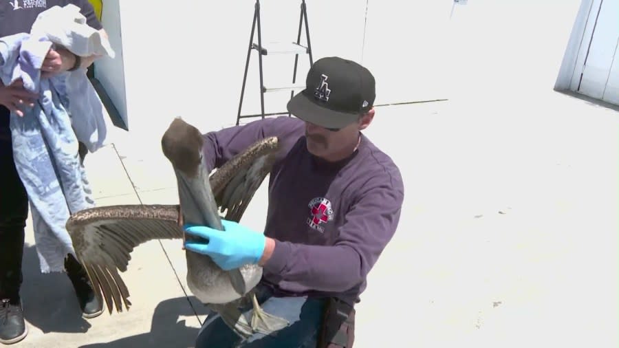 A wildlife resuce worker transporting a sick pelican from Newport Beach to the Wetlands and Wildlife Care Center of Orange County on May 7, 2024. (KTLA)