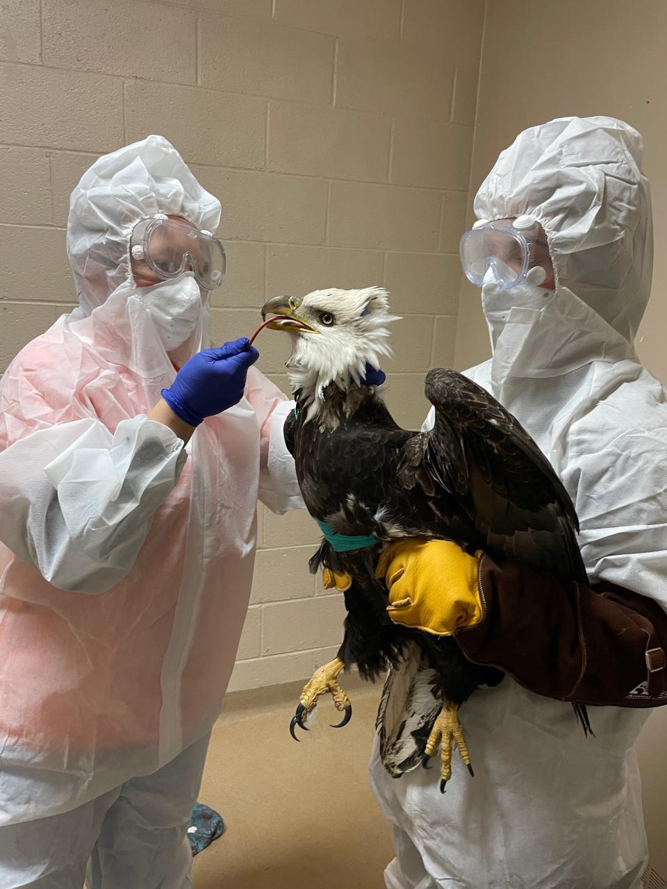 A bald eagle is treated by staff at the Wisconsin Humane Society's Wildlife Rehabilitation Center in Milwaukee. The bird had been shot with a firearm and was found Dec. 7 with a broken wing in Franklin. It died Dec. 12 while undergoing surgery.