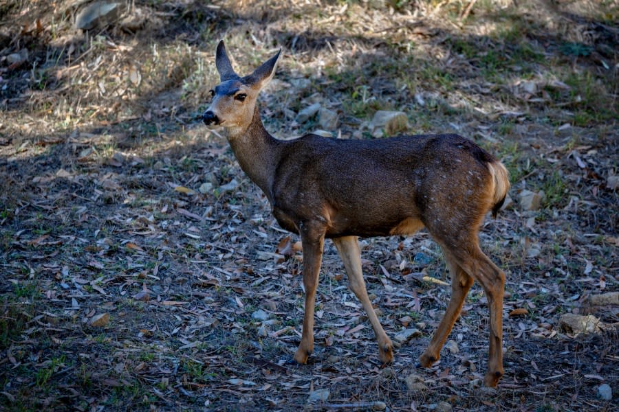 A mule deer doe walks along a hillside near a feral cat feeding station behind the Descanso Beach Club in Avalon, Catalina Island Tuesday, Oct. 31, 2023. (Getty Images)