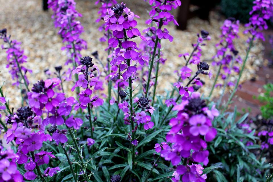 border plants, garden border plant, wallflower, erysimum