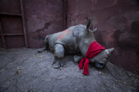 <p>Waiting for freedom: A young southern white rhinoceros, drugged and blindfolded, is about to be released into the wild in Okavango Delta, Botswana, after its relocation from South Africa for protection from poachers, Sept. 21, 2017<br>Southern white rhinos are classified as ‘near threatened.’ Rhinoceros horn is highly prized, especially in Vietnam and China, for its perceived medicinal properties, and in places is used as a recreational drug. Horns can fetch between €20,000 and €50,000 per kilogram. Poaching in South Africa rose from 13 rhinos a year in 2007 to a peak of 1,215 in 2014, and although these figures have declined slightly since then, losses are still unsustainable. Botswana is saving rhinos from poaching hotspots in South Africa and re-establishing populations in its own wildlife sanctuaries. (Photo: Neil Aldridge) </p>
