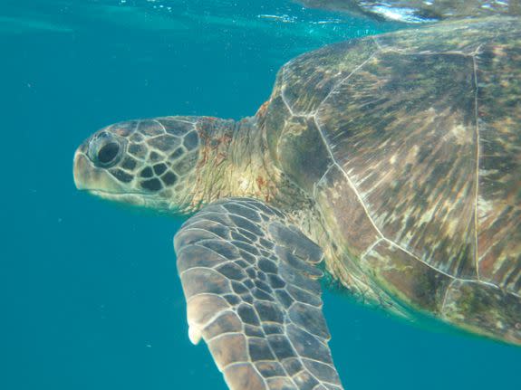 Not all scientists are on the same page about how much plastic a turtle can ingest safely.