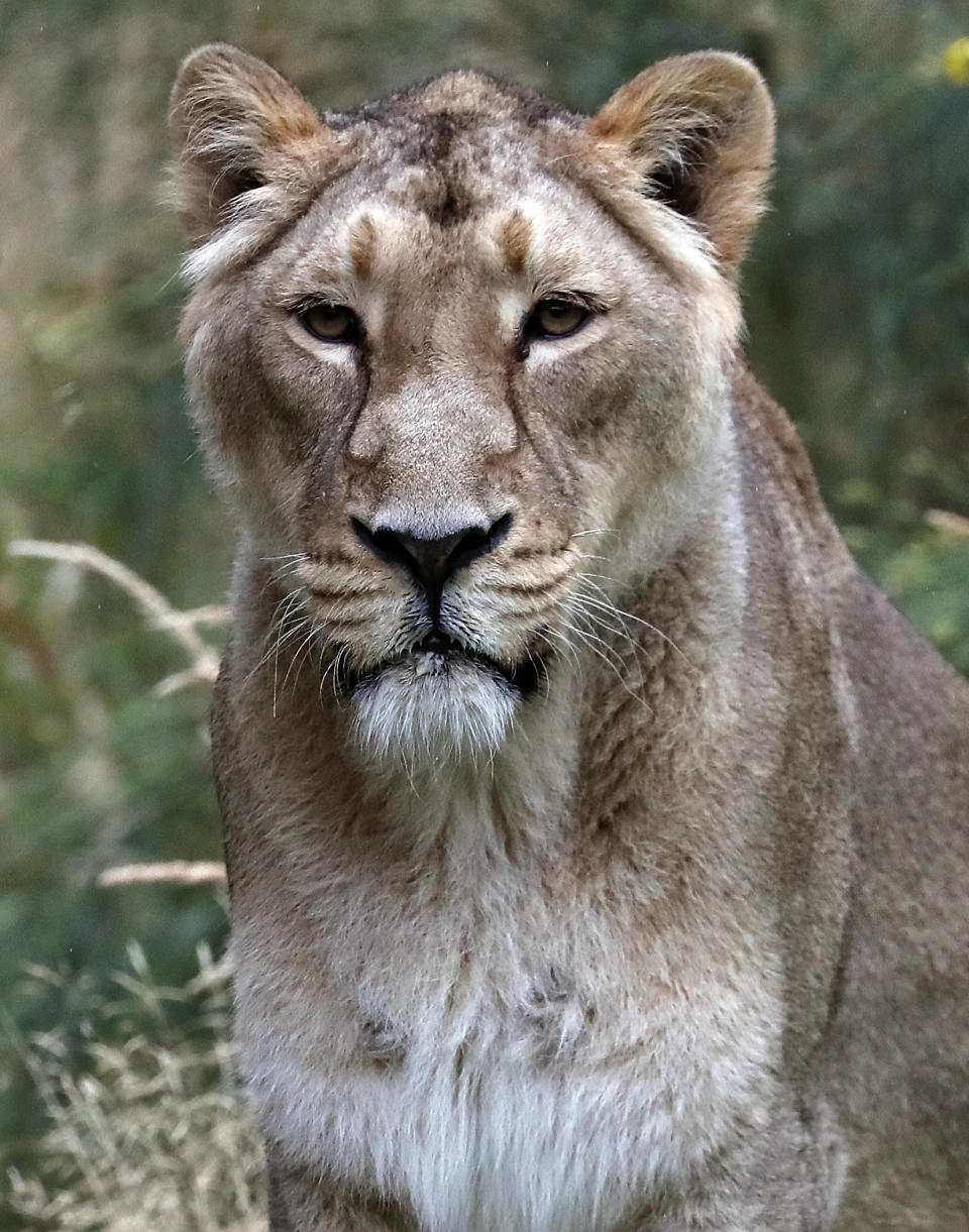 One of London Zoo's Asiatic lionesses watches as visitors pass, a day ahead of World Lion Day in London, Thursday, Aug. 9, 2018. The pride will be celebrating conservation success as Asiatic lions numbers continue to increase. (AP Photo/Frank Augstein)