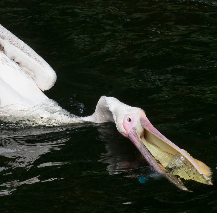 A pelican was spotted juggling plastic bottles. (Royal Parks)