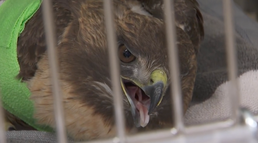 Red-tail hawk found wounded by pellet-gun fire in Pasadena
