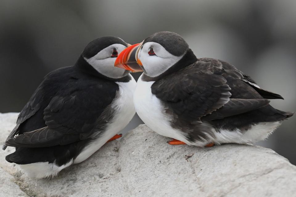 Two puffins on a rock photographed in 2022.