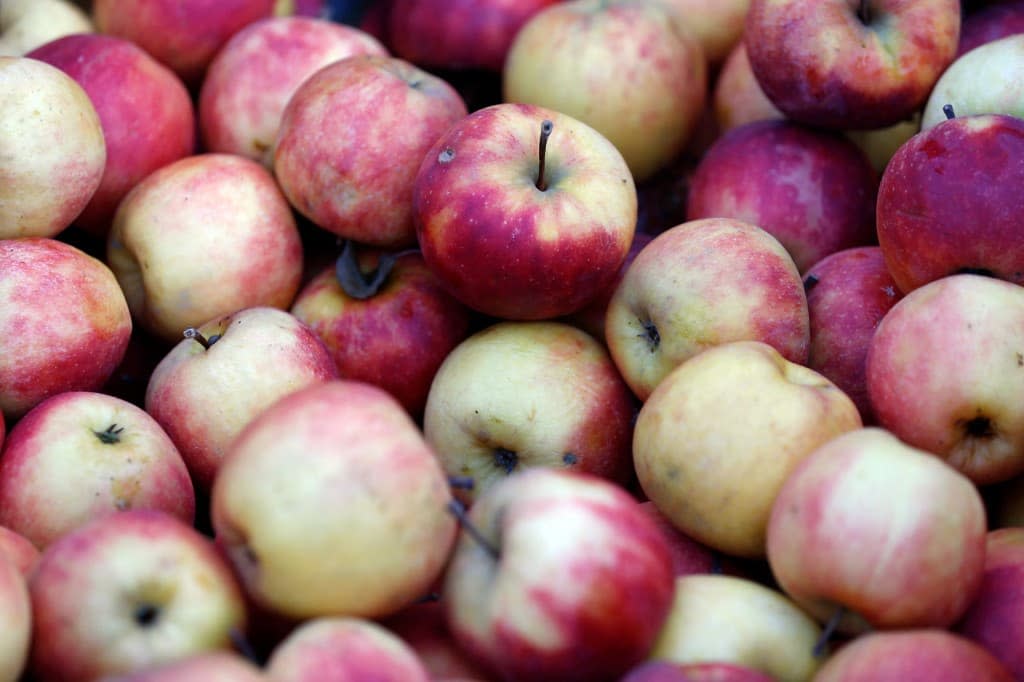 Les pommes ont été épargnées par l'épisode de gel du mois d'avril. - THOMAS SAMSON / AFP