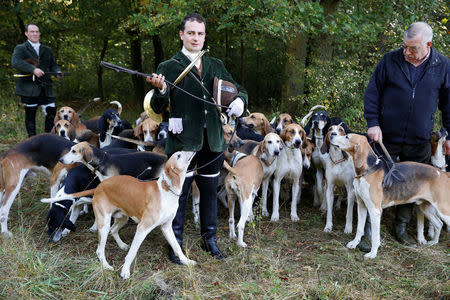 Dog handlers attend a briefing with the pack of hounds before the start of a roe dear-hunt in the Chantilly royal estate forest, north of Paris, France, October 12, 2016. Picture taken October 12, 2016. REUTERS/Jacky Naegelen