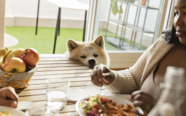 What Thanksgiving Foods Can Dogs Eat? (And Which Ones Should Be Avoided?)