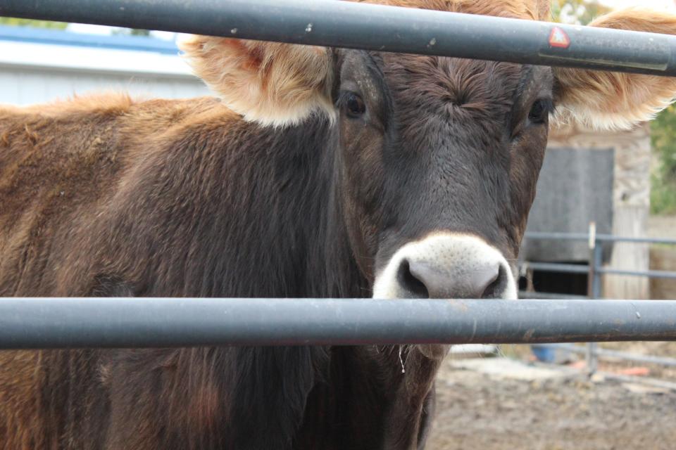 Eugene Brown, a curious cow, is one of 70-plus animals living at Last Stop Animal Rescue and Sanctuary in Carleton. A fundraiser for the rescue will take place from 5 to 9 p.m. Oct. 24 at Sneaky's Bar, 22301 Allen Road in Woodhaven. Raffles are planned along with mystery bags and a bake sale.