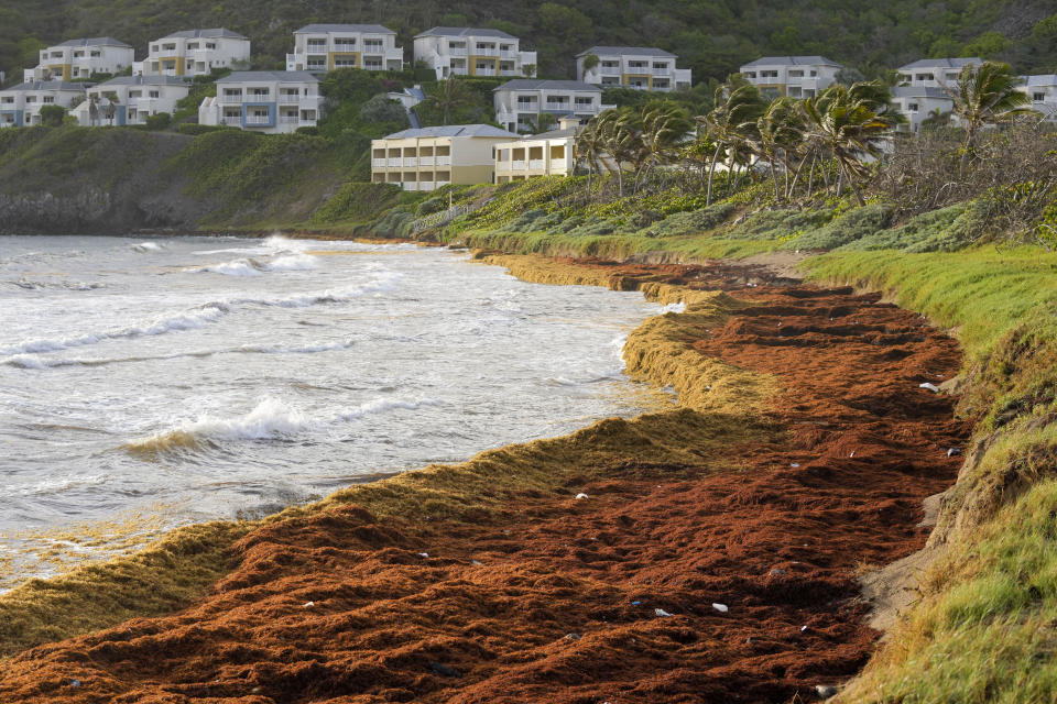 Grandes cantidades de sargazo cubren la costa de St. Kitts y Nevis a la altura de la Frigate Bay el 3 de agosto del 2022. (AP Photo/Ricardo Mazalán)