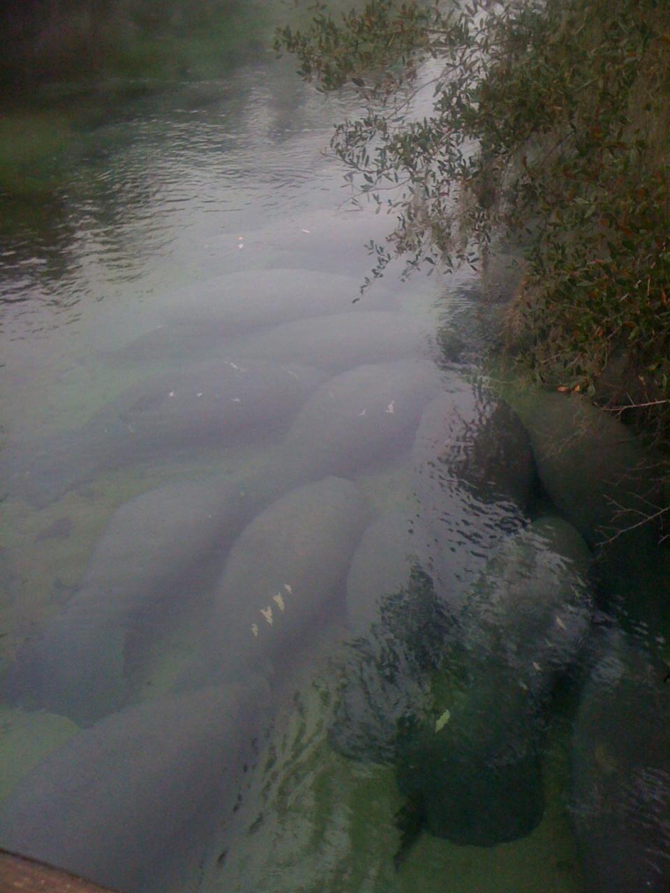 Manatee Georgia and friends congregate in the Blue Springs Run.