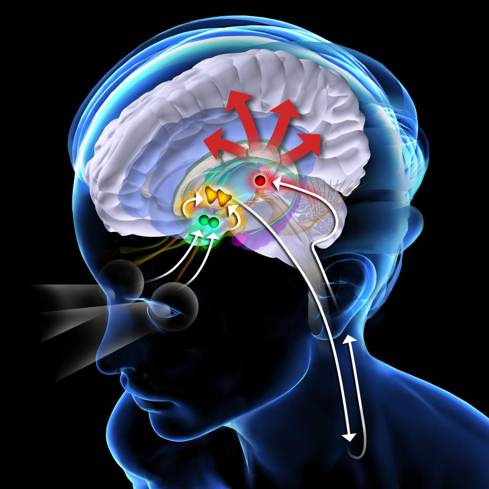 Melatonin hormone secreted by pineal gland (red) at night, regulates body's daily biological rhythm depending on luminosity as light regulates its secretion via a path involving the suprachiasmatic nucleus (green), the paraventricular nucleus (yellow) and the preganglionic sympathetic neurons. | BSIP/Universal Images Group via Getty