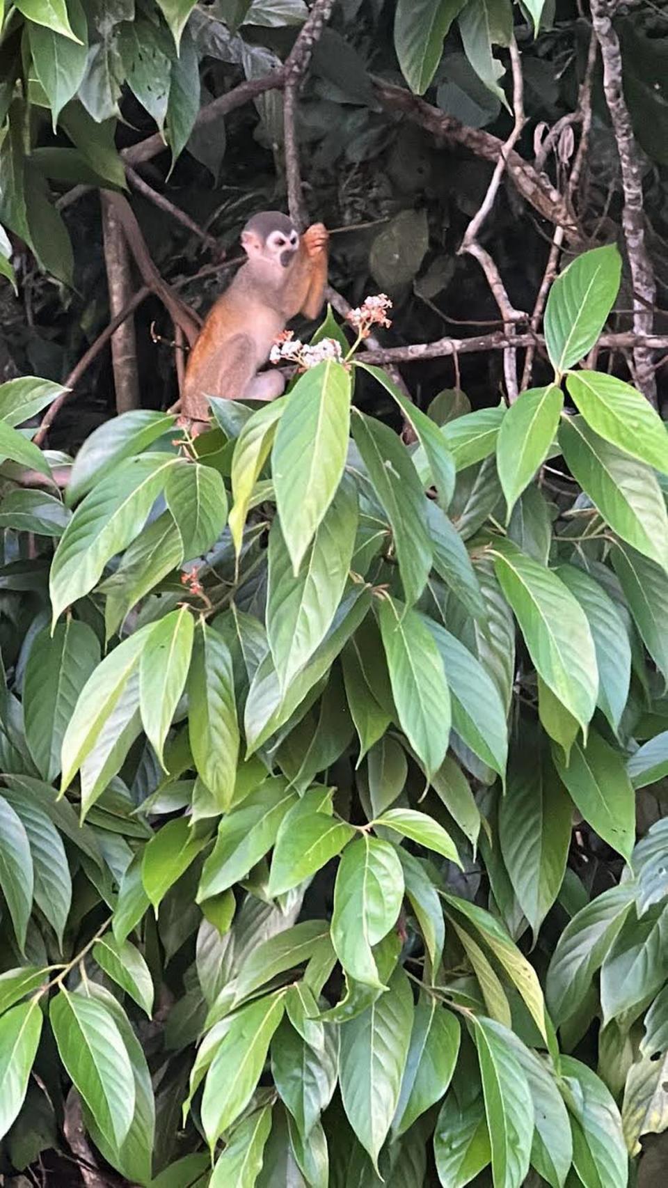 Mono ardilla, común en la selva amazónica.