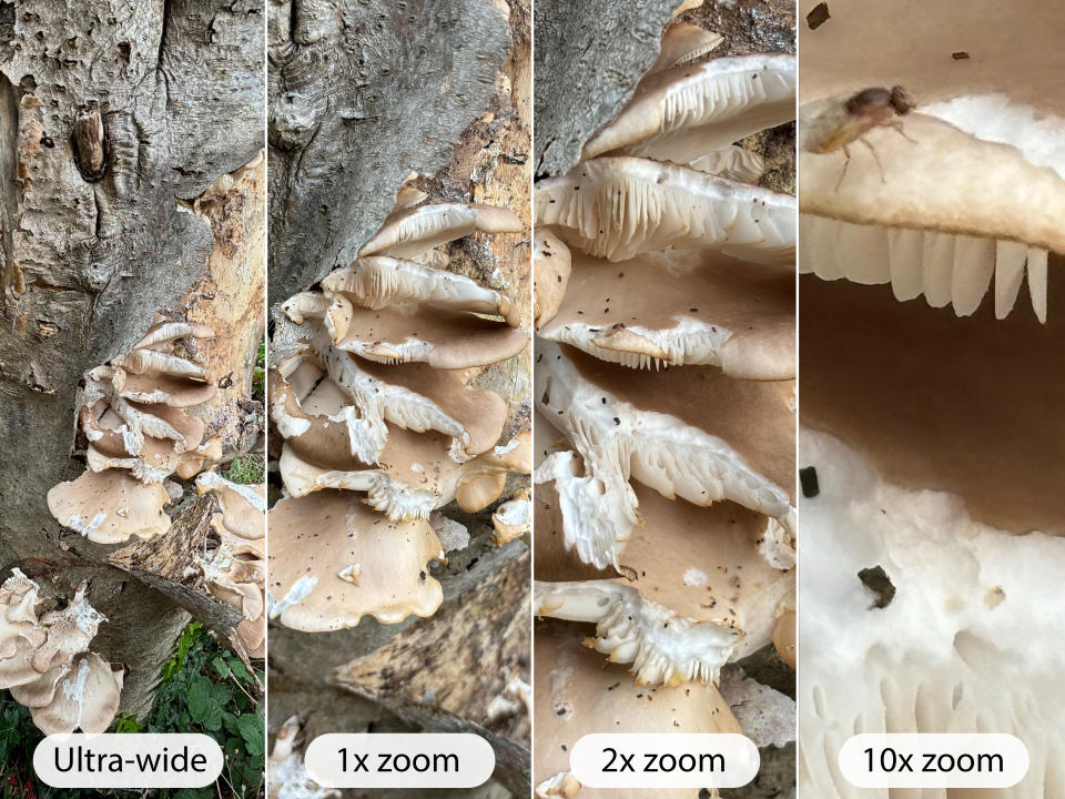 iPhone 15 Plus camera sample mushroom range