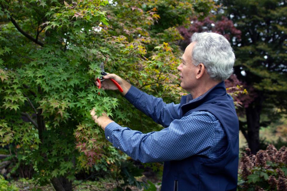 Yew Dell Botanical Gardens Executive Director Paul Cappiello says in order to do a quality job of pruning a tree or shrub, you need to know what the plant is genetically programmed to do as it grows