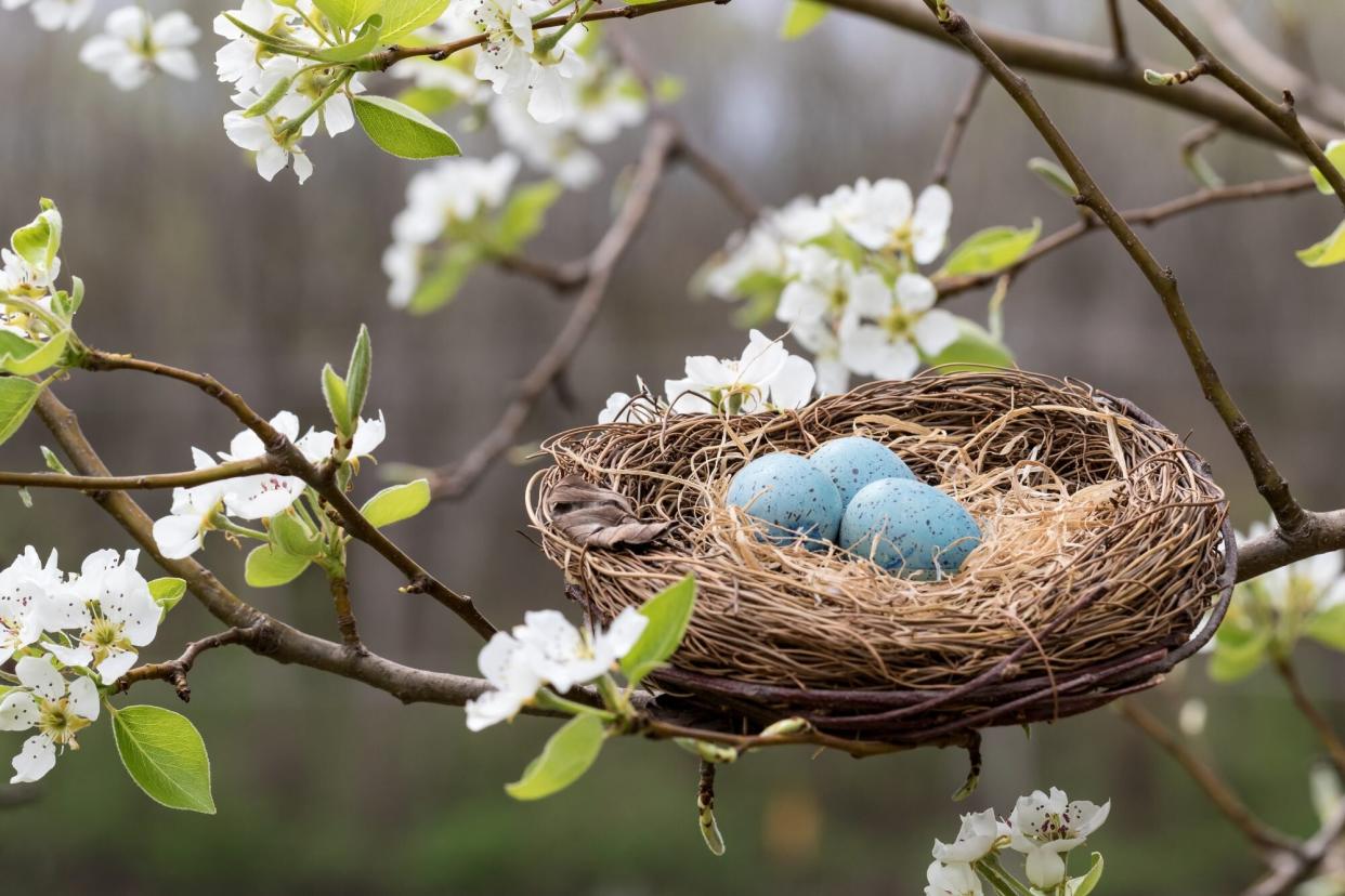 Robin's Nest Among the Spring Blossoms