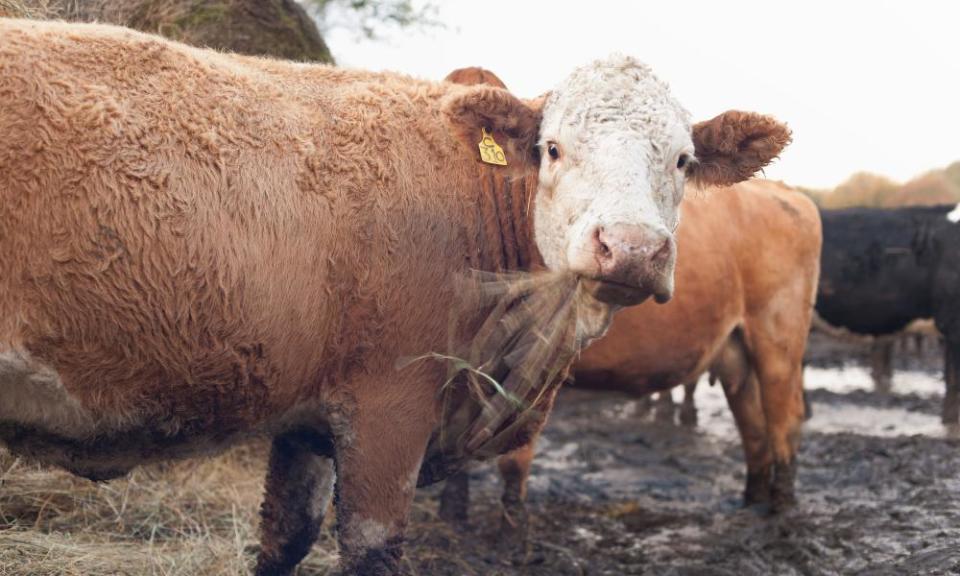 <span>Photograph: Yon Marsh/Alamy</span>