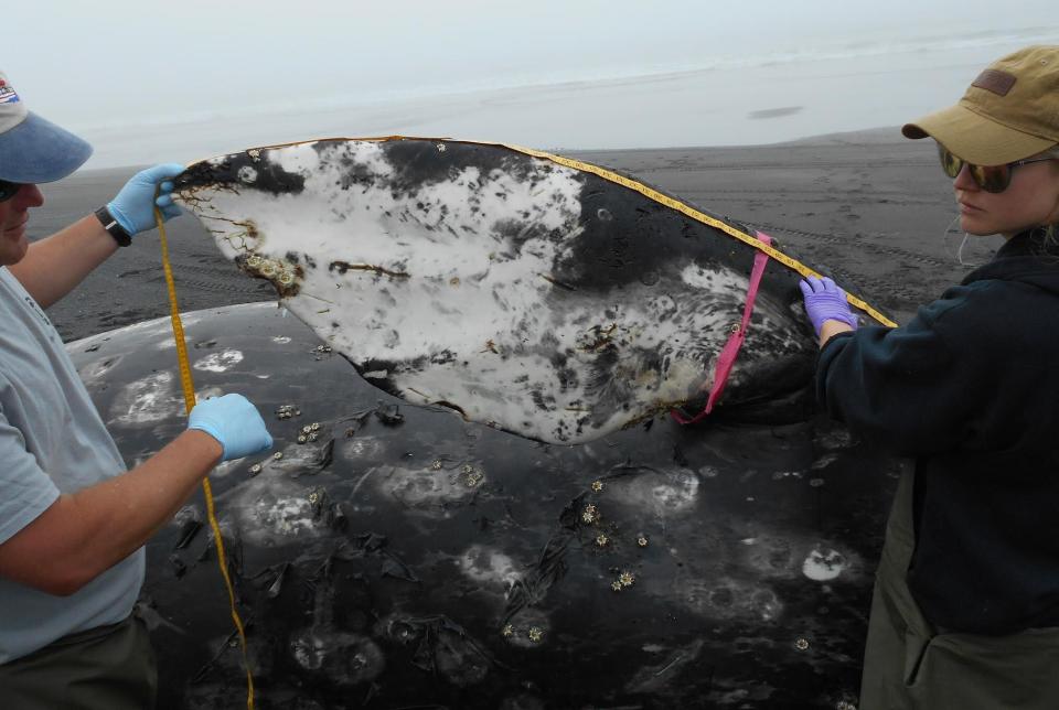 Members of a necropsy team measure the pectoral fin of a dead gray whale found at Surfers Beach on Kodiak Island. It was the 16th confirmed dead gray whale in Alaska in 2019. (Photo: NOAA Fisheries/James Glenn)
