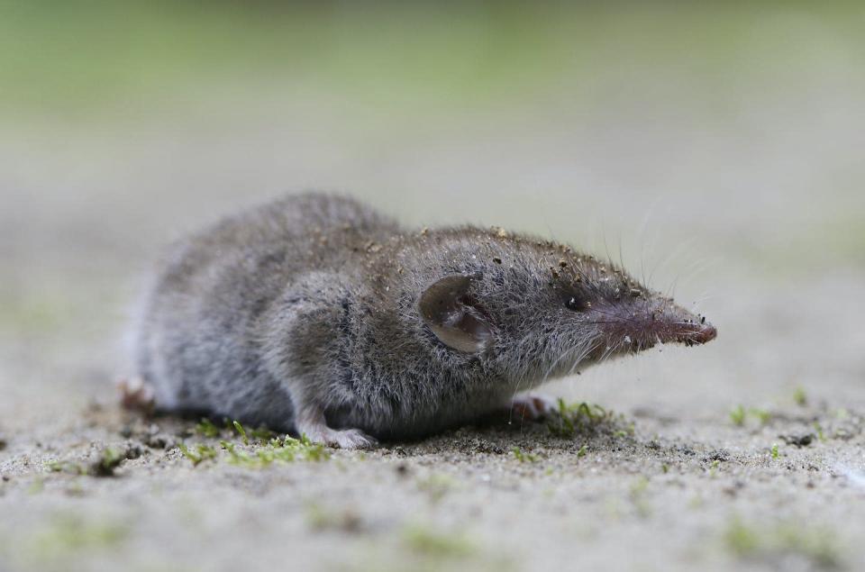 People could have caught the virus from wild shrews. <a href="https://www.gettyimages.com.au/photos/shrew-erhard-nerger?assettype=image&license=rf&alloweduse=availableforalluses&agreements=pa%3A136296&family=creative&phrase=shrew%20Erhard%20Nerger&sort=best" rel="nofollow noopener" target="_blank" data-ylk="slk:Erhard Nerger/Getty Images" class="link ">Erhard Nerger/Getty Images</a>