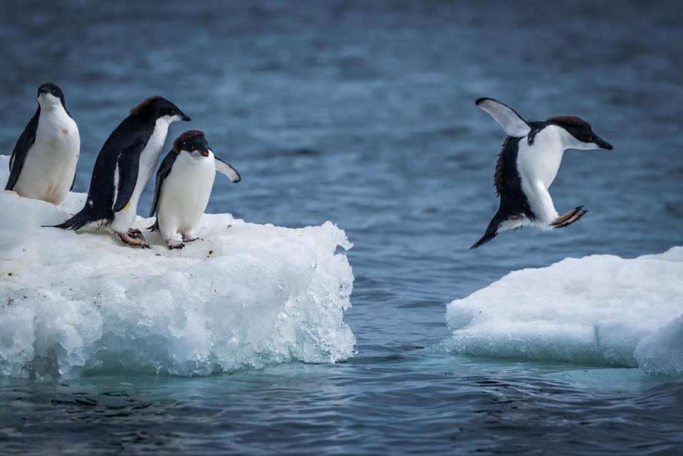 Penguins in the wild