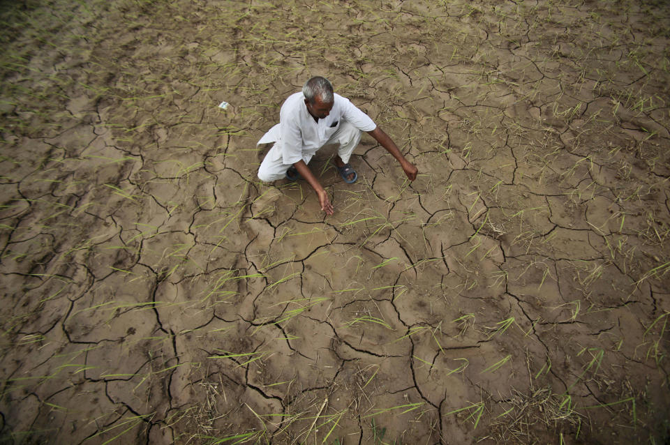 An Indian farmer shows a dry, cracked paddy field in Ranbir Singh Pura 34 kilometers (21 miles) from Jammu, India, Friday, Aug. 3, 2012. India's Meteorological Department says it expects the country to get at least 10 percent less rain this June-to-September monsoon season. The shortfall also is expected to swell electricity demand in a power-starved nation as farmers turn to irrigation pumps to keep their fields watered. (AP Photo/Channi Anand)