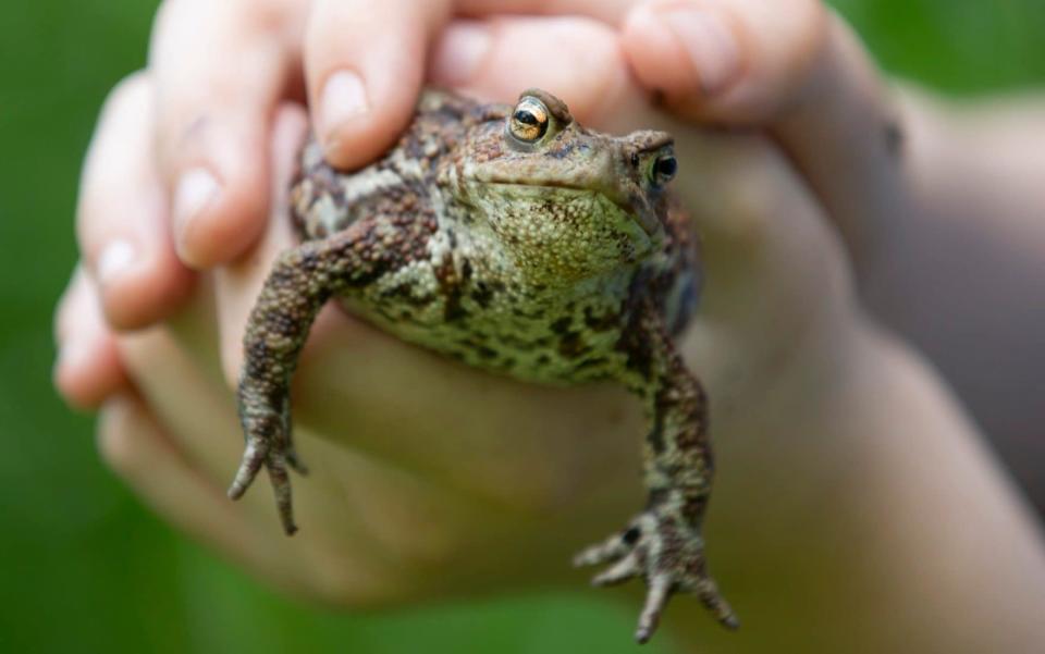 A boy holding a common toad - Andrew Fox