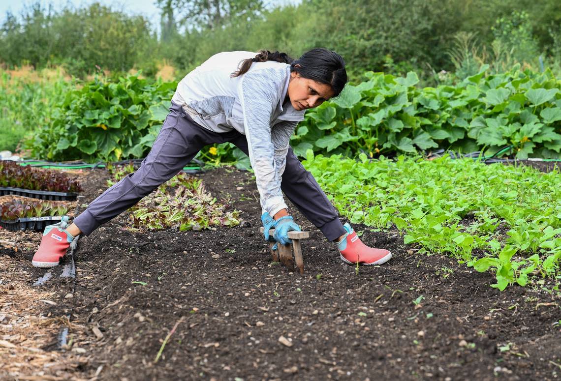 Sandeep Rattan, a summer worker at De La Mesa Farms, uses a dibbler tool to create holes in the soil to plant what Rattan calls green salad starters on Aug. 7 near Tacoma.