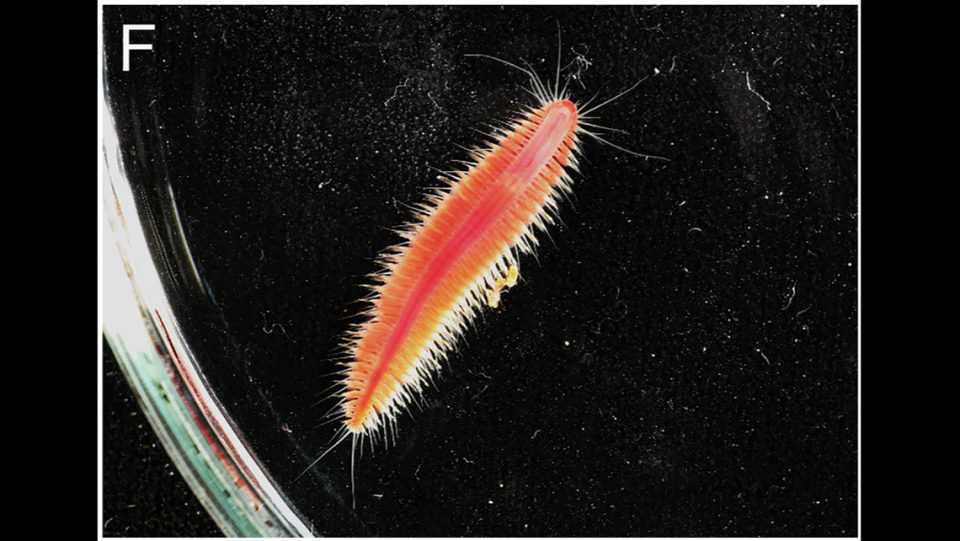 P. pulvinata fade to a pinkish color when they are dead, scientists said.