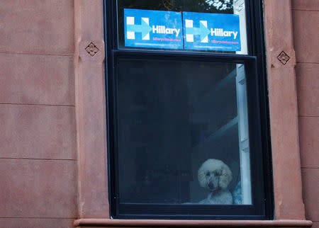 Hillary (Clinton) signs are hung on a window in the Carroll Gardens neighborhood of Brooklyn, New York, U.S., September 23, 2016. Picture taken September 23, 2016. REUTERS/Brendan McDermid