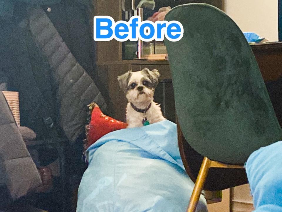 Blue text says "before" at the top of a photo of a dog sitting on a blue bag of laundry.